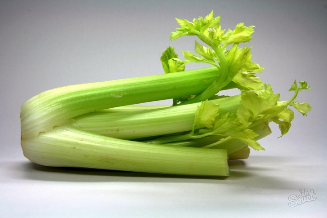 Kako raste presadnica celera