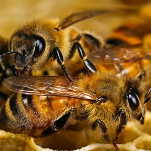 Wie man einen Bienenstock aus Sperrholz macht