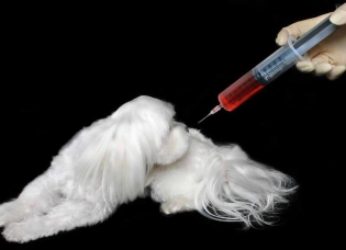 Como fazer uma injeção de um cão intramuscular?