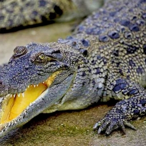O que os crocodilos sonham?