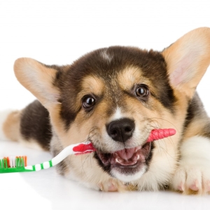 Foto Como limpar os dentes do cão