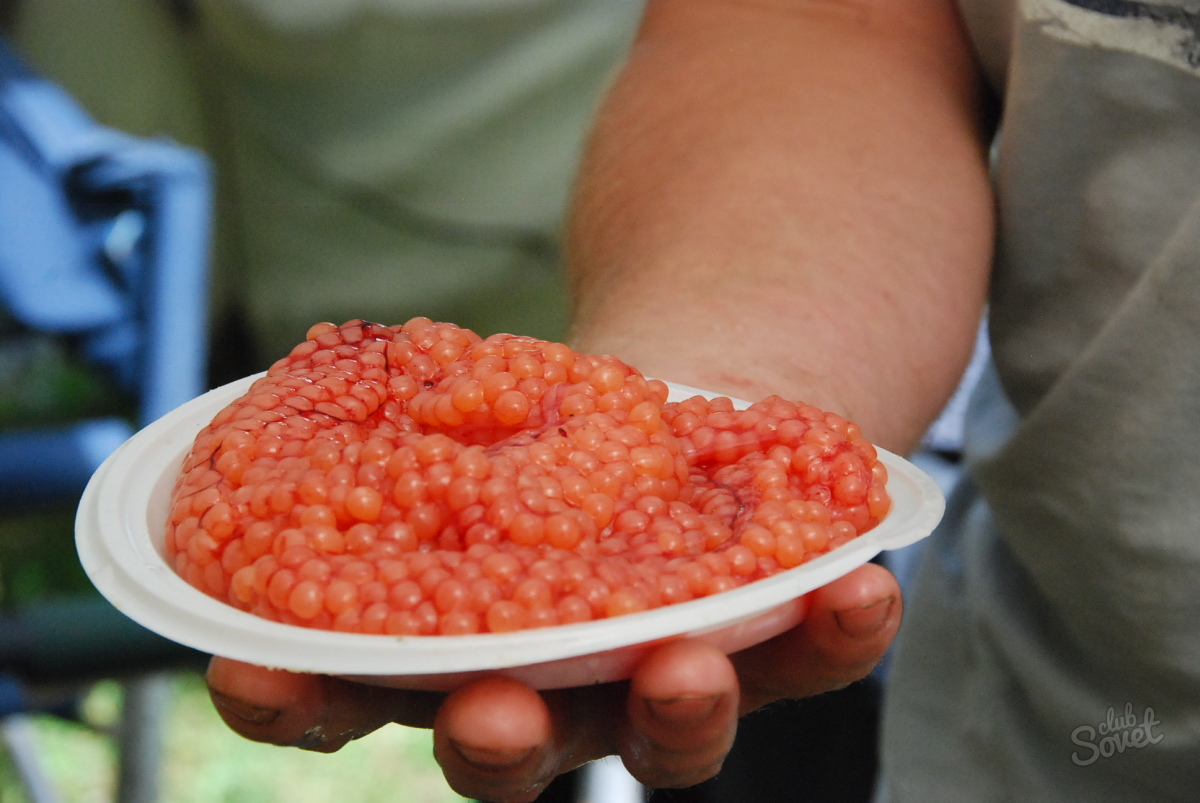 Comment picoller le caviar de truite