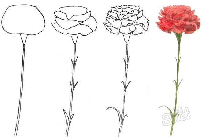 Carnations1