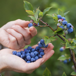ფოტო რა არის სასარგებლო blueberries?