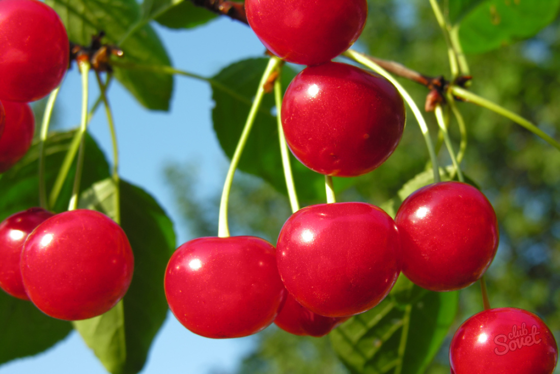 Hogyan lehet cseresznyét termeszteni