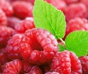 How to care for raspberries