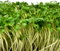 How to plant cress salad