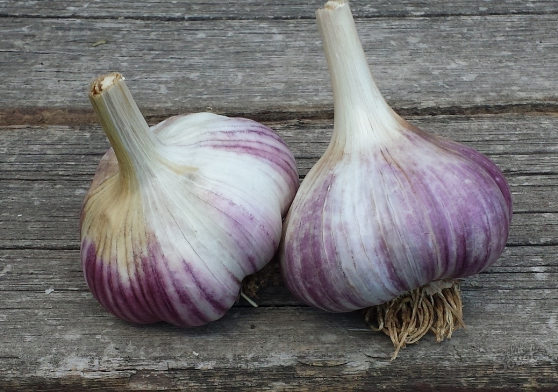 How to prepare garlic to landing in autumn