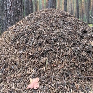 Como destruir o formigueiro