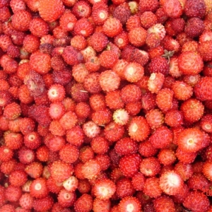 Foto Cara Menumbuhkan Strawberry Hutan