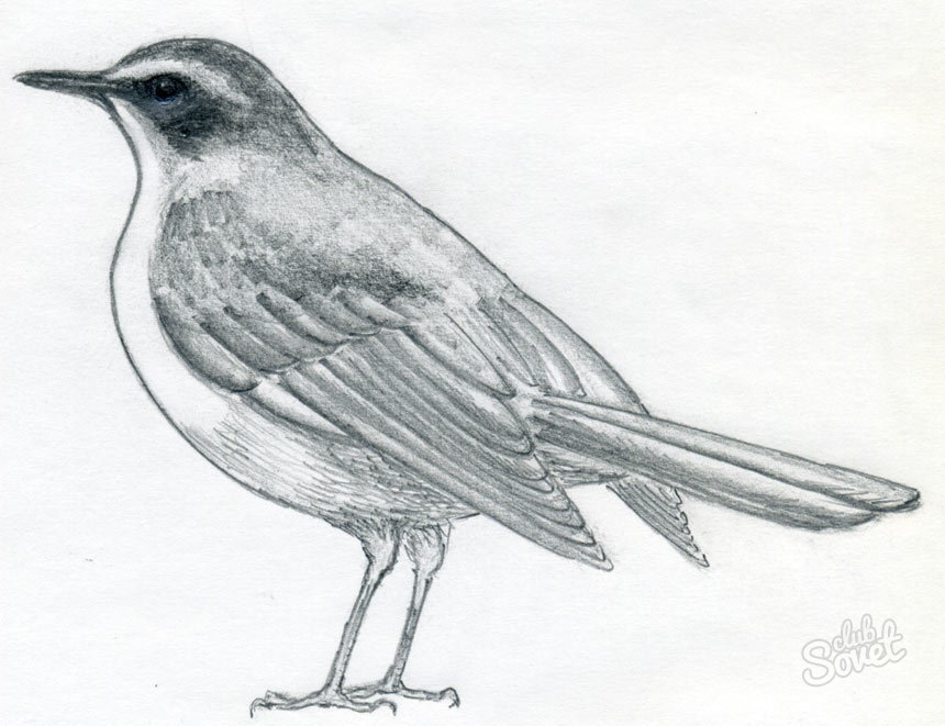 Bir kuş nasıl çizilir