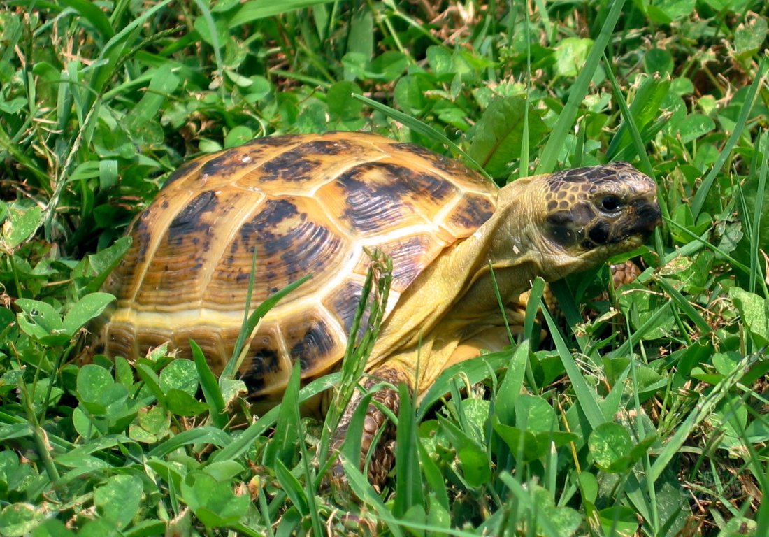 Hogyan lehet meghatározni a teknős korát