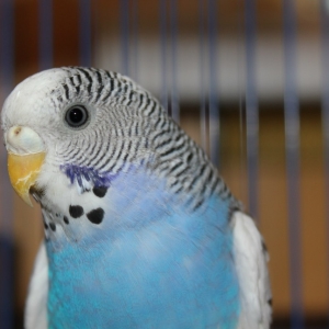 Как да научим вълнообразен папагал да говори