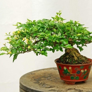 Foto Hur växer Bonsai