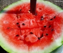 Como colocar a melancia