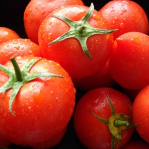 Stock Foto How to deal with pests of tomatoes