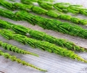 Horsetail - Medical Properties and Contraindications