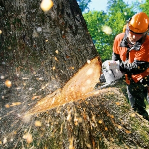 Как правильно спилить дерево