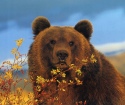 Quantos ursos vivem