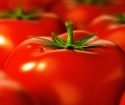 Jak se starat o rajčata