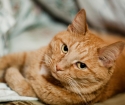Какво сънува червена котка?