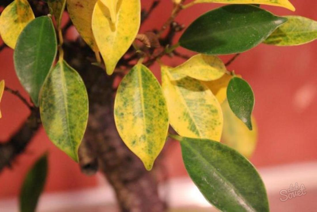 Dlaczego żółtych liści na Ficus - co robić?