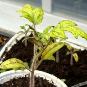 Foto av tomatplantor blir gult - vad ska jag göra?