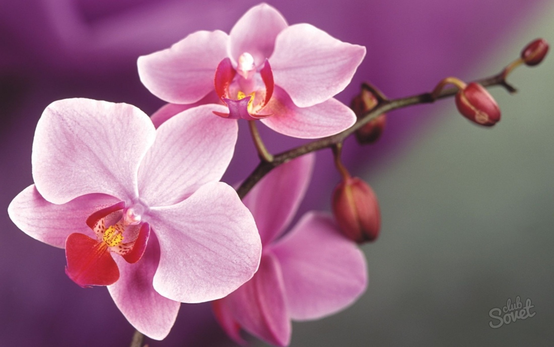 Hur man transplanterar orkidé