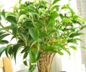 How to post ficus