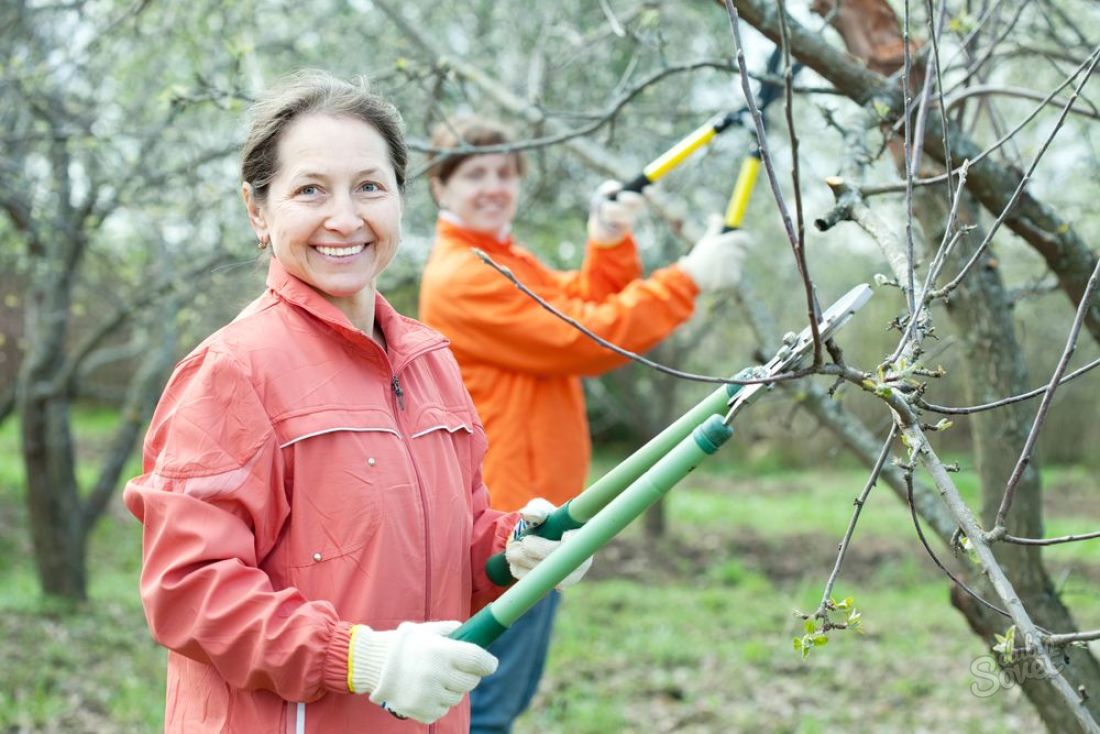 Како смањити дрво јабуке у пролеће