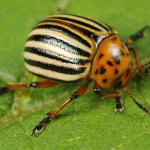 Foto Hur blir det av med Colorado Beetle