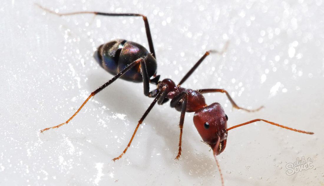 Qu'est-ce que les fourmis rêvent?