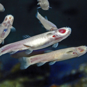 Фото как размножаются рыбы