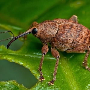Foto hur man blir av med weevils