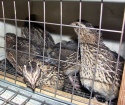 Cage for quail with your own hands: Production features