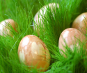 Hogyan csírázhatják a búzát a húsvét számára