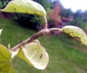 TLL on the apple tree - how to deal