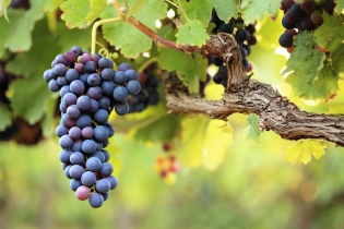 Какво може да се направи от родните грозде