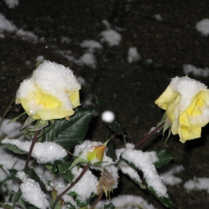 Stock Foto Jak pokryć róże na zimę