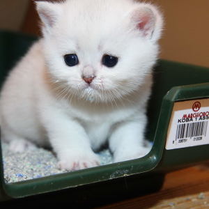 ფოტო როგორ ასწავლიან kitten ფეხით in tray