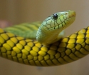 Πώς να απαλλαγείτε από τα φίδια στο οικόπεδο