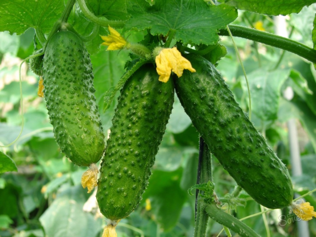 Growing cucumbers in the greenhouse in winter