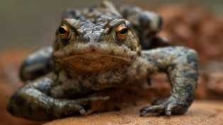 Чим відрізняється жаба від жаби?