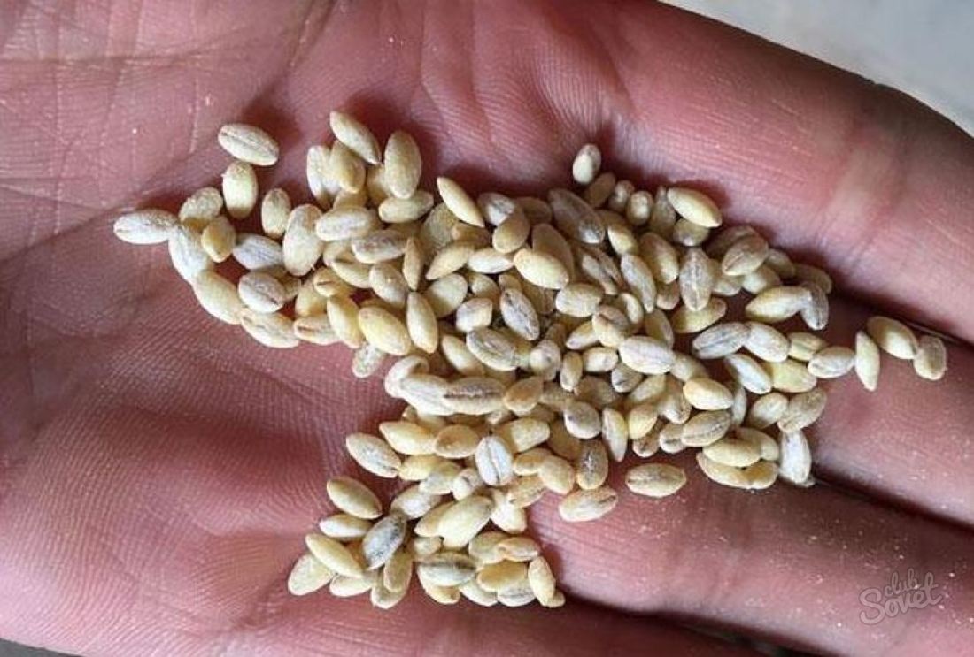 Как отличить перловку от пшеницы
