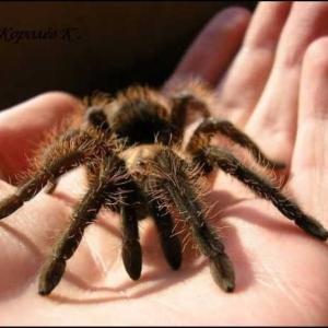 Photo What dreams black big spider