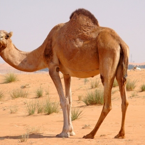 Fotos zu dem, wovon das Kamel träumt?