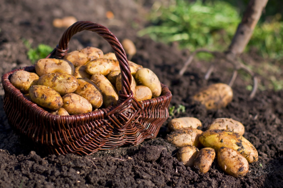 Patates nasıl hasat edilir