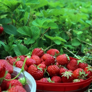 Foto Wie man Erdbeeren für den Winter vorbereitet?