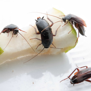 Jak pozbyć się czarnych karaluchów