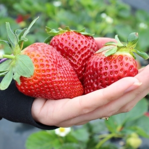 Photo Comment presser des fraises dans une moustache en août